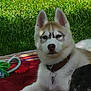 dog, puppy, husky, animal, pet, outdoor, grass, blanket, toy, collar, leisure, young, canine, play, resting, nature, fur, ears, cute, relaxation