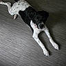 animal, black_and_white, canine, collar, companion, curious, dog, domestic_animal, floor, friendly, gray, indoor, looking_up, lying_down, paws, pet, relaxed, speckled, tail_wagging, texture