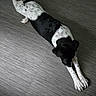 animal, black_and_white, calm, canine, dog, domestic_animal, floor, fur, grey, home, indoor, laying_down, paws, pet, quiet, relaxation, spotted, stretching, tail, texture