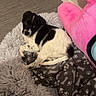 adorable, animal, black_and_white, blanket, cozy, cute, dog, floor, fluffy, fur, home, indoor, looking_up, paw_print, pet_bed, plush_toy, puppy, resting, small_dog, young_dog