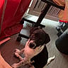 animal, black_and_white, clothes, cozy, cup, curious, cute, dog, floor, home, indoor, looking_up, natural_light, pet, puppy, red_curtain, sitting, table, wooden_floor, young_dog