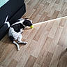 animal, black_and_white, canine, chewing, dog, domestic_animal, flooring, home, indoor, light, pet, playing, quiet, relaxed, resting, shadow, sunlight, tennis_ball, toy, wooden_floor