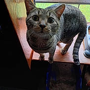 Charly joined the competition — help win amazing prizes! animal, cat, closeup, curious, domestic_animal, ears, feline, floor, greenery, home, indoor, litter_box, looking_up, natural_light, pet, tabby_cat, tail, whiskers, window, wooden_surface