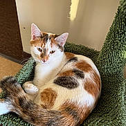 Nova is registered to the contest to win money with this photo: abyssinian, animal, armchair, blanket, cat, chair, furniture, hardwood, homedecor, kitten, manx, person, pet, siamese, sleeping, wood