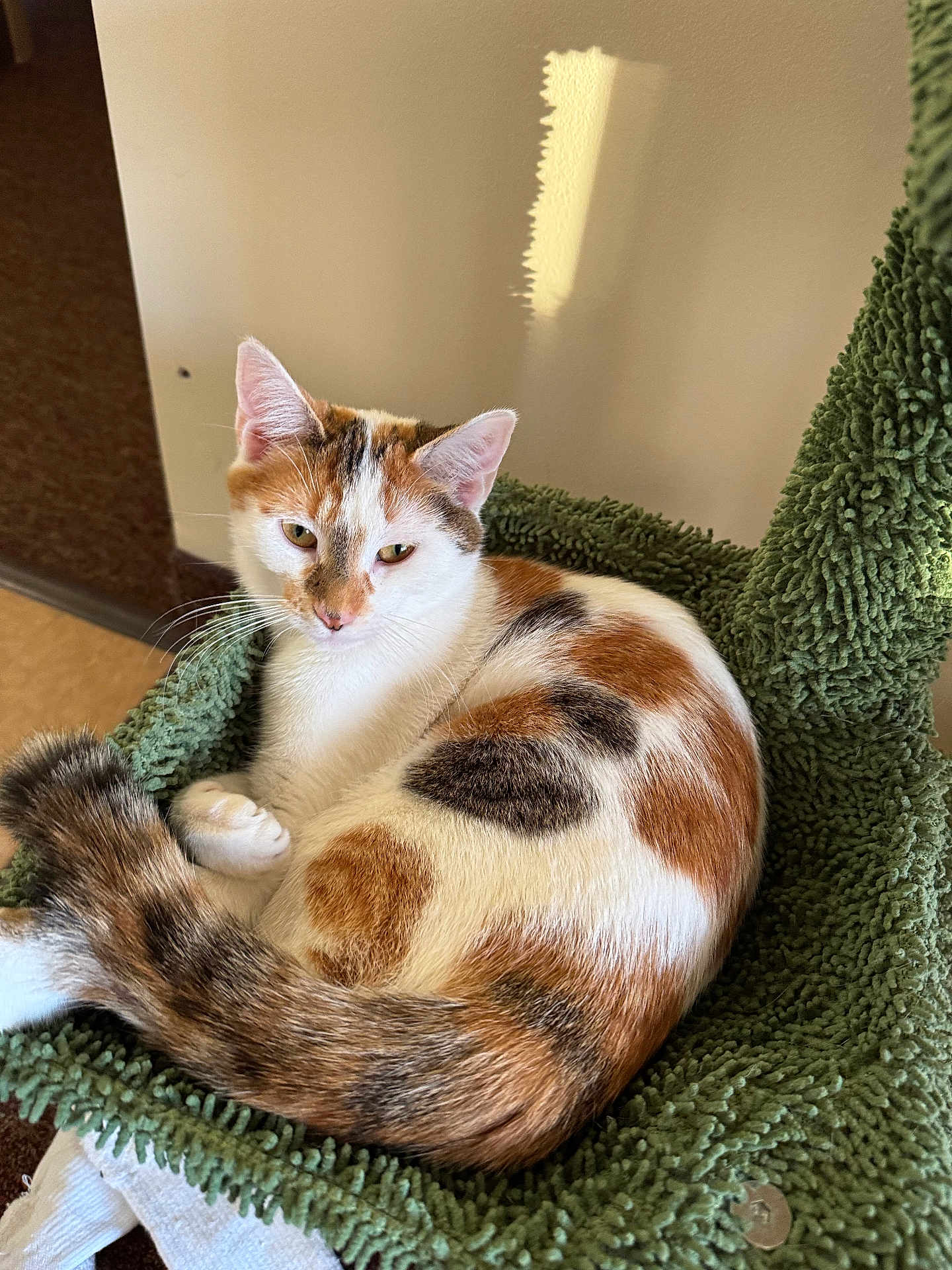 Nova is registered to the contest to win money with this photo: abyssinian, animal, armchair, blanket, cat, chair, furniture, hardwood, homedecor, kitten, manx, person, pet, siamese, sleeping, wood