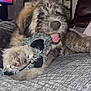 Bandit is registered to the contest to win money with this photo: puppy, dog, toy, bed, indoor, furniture, blanket, cute, playful, pet, fur, paw, tongue, living_room, shelf, decor, television, canine, cozy, animal