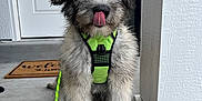 Bandit is registered to the contest to win money with this photo: puppy, dog, pet, fluffy, leash, harness, porch, door, welcome_mat, tongue_out, cute, sitting, young_dog, furry, animal, domestic_animal, front_yard, concrete, playful, outdoor