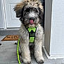 puppy, dog, pet, fluffy, leash, harness, porch, door, welcome_mat, tongue_out, cute, sitting, young_dog, furry, animal, domestic_animal, front_yard, concrete, playful, outdoor