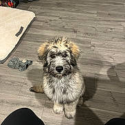 Bandit joined the competition — help win amazing prizes! dog, puppy, fluffy, indoor, wooden_floor, toy, dog_bed, pet, cute, animal, sitting, looking_up, fur, home, flooring, cozy, domestic, companion, furry, playful