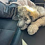 Bandit joined the competition — help win amazing prizes! puppy, dog, car_interior, leather_seat, sunlight, fur, pet, animal, cute, young_dog, resting, brown_fur, fluffy, portrait, indoor, seat, relaxed, close_up, canine, companion
