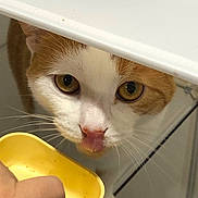 Cheesecake joined the competition — help win amazing prizes! cat, close_up, curious, domestic_animal, feeding, food_bowl, fur, golden_eyes, hand, indoor, orange, orange_cat, pet, portrait, table, tongue, under_table, whiskers, white, white_cat