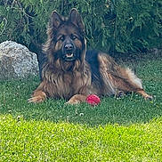 Youki a rejoint le concours — aidez-le/la à gagner de superbes lots ! alert, animal, ball, canine, dog, fur, garden, german_shepherd, grass, greenery, happy, laying_down, leash, nature, outdoor, pet, playful, rock, summer, sunlight