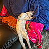cat, sleeping, pet, animal, cream_colored, collar, leather_chair, blanket, blue_blanket, pink_blanket, orange_clothing, indoors, cozy, relaxed, stretched_out, nap, whiskers, furry, wood_floor, portrait