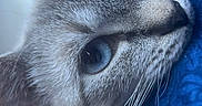 Pebbles joined the competition — help win amazing prizes! cat, feline, pet, animal, blue_eyes, whiskers, fur, gray_fur, close_up, portrait, face, paw, indoors, cozy, blanket, lounging, relaxed, curious, dramatic_lighting, photography