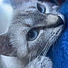 cat, feline, pet, animal, blue_eyes, whiskers, fur, gray_fur, close_up, portrait, face, paw, indoors, cozy, blanket, lounging, relaxed, curious, dramatic_lighting, photography