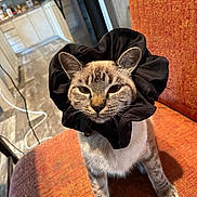 Pebbles is registered to the contest to win money with this photo: cat, pet, animal, sitting, chair, orange_chair, black_collar, ruffled_collar, close_up, portrait, indoors, home, kitchen, furniture, orange, brown, fur, whiskers, ears, serious_expression