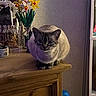 cat, pet, feline, sitting, indoors, wooden_cabinet, flowers, artificial_flowers, daffodils, jewelry, home_decor, furniture, portrait, fur, whiskers, ears, paws, gray_cat, cozy, household_objects