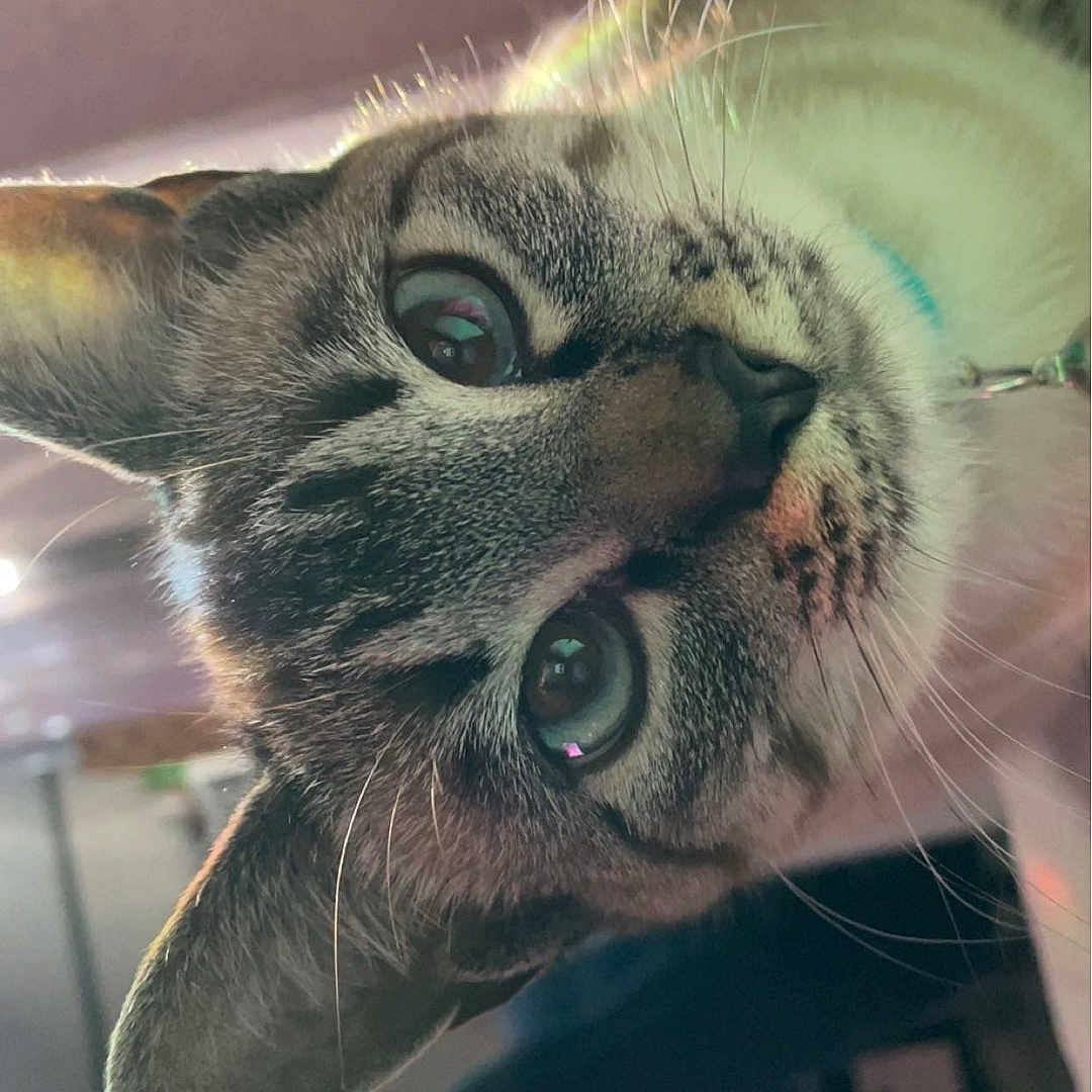 Pebbles
