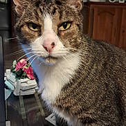 Léon a rejoint le concours — aidez-le/la à gagner de superbes lots ! animal, background, cabinet, cat, closeup, domestic_cat, ears, expression, face, feline, flower, fur, house, indoor, paws, pet, plant, tabby, whiskers, wooden_table