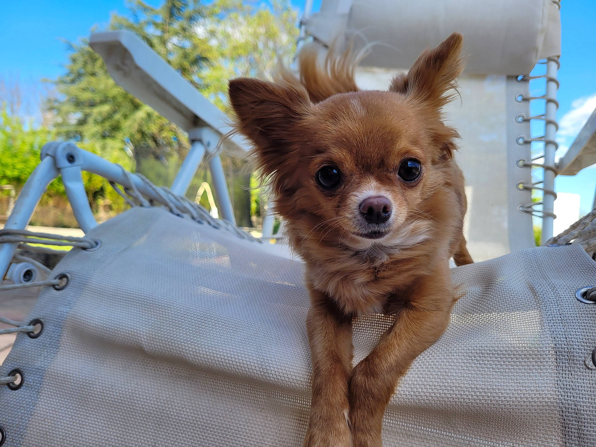 Gypsy a rejoint le concours — aidez-le/la à gagner de superbes lots ! carnivore, chihuahua, companion_dog, dog, dog_breed, dog_supply, electric_blue, fawn, fur, hood, liver, plant, sky, snout, sporting_group, tail, toy_dog, tree, whiskers, windscreen_wiper