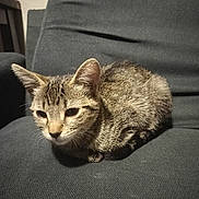 Miracle joined the competition — help win amazing prizes! cat, tabby, animal, pet, feline, indoor, chair, fur, whiskers, ears, eyes, cute, resting, small, cozy, domestic, sitting, portrait, looking, quiet