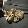 cat, tabby, animal, pet, feline, indoor, chair, fur, whiskers, ears, eyes, cute, resting, small, cozy, domestic, sitting, portrait, looking, quiet