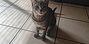Miracle is registered to the contest to win money with this photo: cat, tabby, indoor, floor, tiled_floor, shadow, light, window_light, pet, animal, sitting, curious, ears, whiskers, tail, tile_grout, door, wall, domestic, quiet