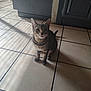 cat, tabby, indoor, floor, tiled_floor, shadow, light, window_light, pet, animal, sitting, curious, ears, whiskers, tail, tile_grout, door, wall, domestic, quiet