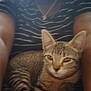 cat, tabby_cat, pet, animal, person, striped_shirt, indoor, lap, relaxed, feline, fur, whiskers, ears, paws, closeup, casual, natural_light, comfort, domestic_animal, companionship