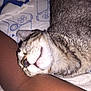 cat, tabby, sleeping, resting, face, fur, animal, pet, closeup, comfort, arm, skin, bed, sheet, pattern, cozy, relaxation, indoor, domestic, cute