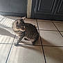 cat, tabby, indoor, floor, tile, shadow, sunlight, striped, curious, pet, animal, feline, cabinet, wall, domestic, quiet, resting, side_view, cute, house