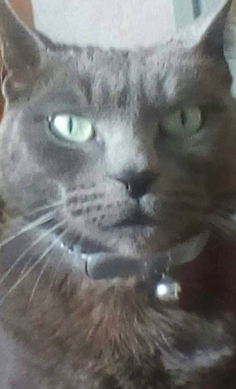 Kyo a rejoint le concours — aidez-le/la à gagner de superbes lots ! art, carnivore, cat, domestic_short_haired_cat, felidae, fur, iris, jaw, paw, photo_caption, small_to_medium_sized_cats, snout, terrestrial_animal, whiskers, wildlife, window