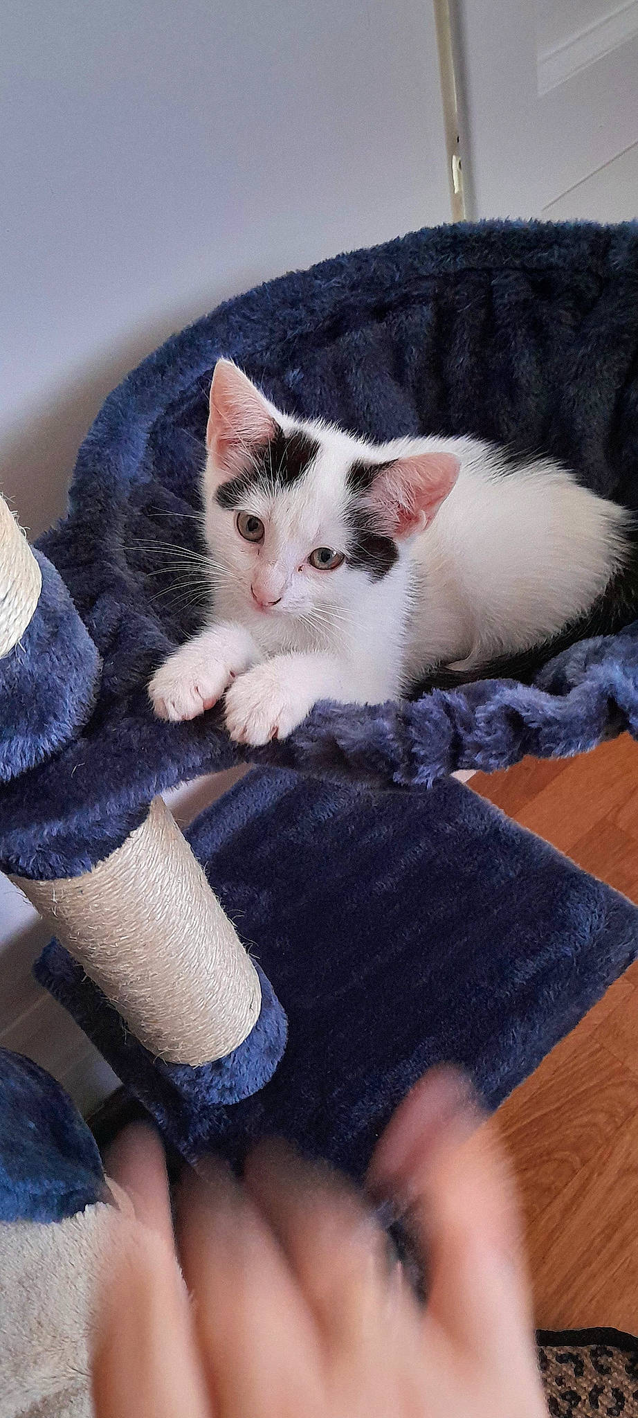 Nalla participe au concours pour gagner de l'argent avec cette photo : carnivore, cat, comfort, denim, domestic_short_haired_cat, electric_blue, fawn, felidae, fur, hardwood, human_leg, lap, leg, paw, sitting, small_to_medium_sized_cats, tail, textile, whiskers, wood