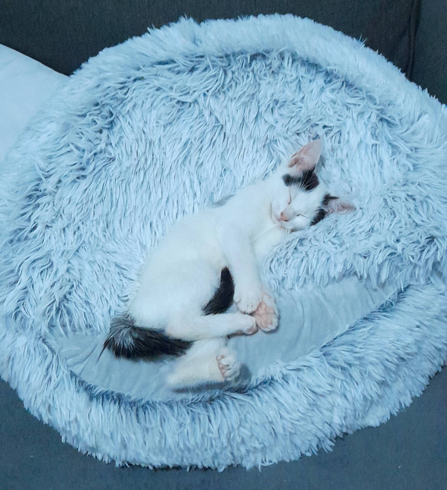 Nalla participe au concours pour gagner de l'argent avec cette photo : carnivore, cat, cat_bed, claw, comfort, domestic_short_haired_cat, felidae, freezing, fur, grey, linens, nap, paw, sleep, small_to_medium_sized_cats, snout, snow, tail, whiskers, winter