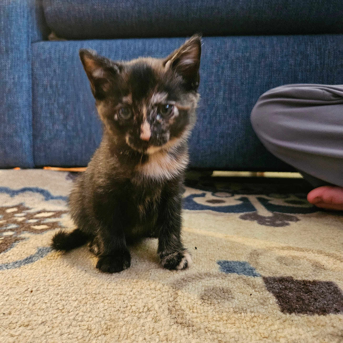 Bagel joined the competition — help win amazing prizes! animal, architecture, baby, building, cat, chair, clothing, couch, cushion, furniture, homedecor, indoors, kitten, livingroom, manx, pants, person, pet, room, siamese