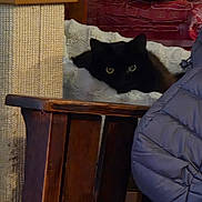 Shadow joined the competition — help win amazing prizes! black_cat, cat, pet, feline, indoor, cozy, cushion, wooden_chair, soft_texture, home_interior, furniture, relaxing, domestic_animal, resting, animal_eyes, warm_lighting, quiet, comfort, household, curious