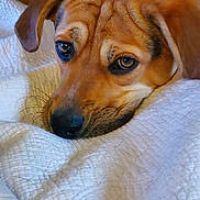 Buckley joined the competition — help win amazing prizes! animal, blanket, brown_dog, close_up, cozy, dog, ears, expression, face, fur, indoor, lying_down, nostrils, pet, relaxed, resting, sleepy, snout, whiskers, white_blanket