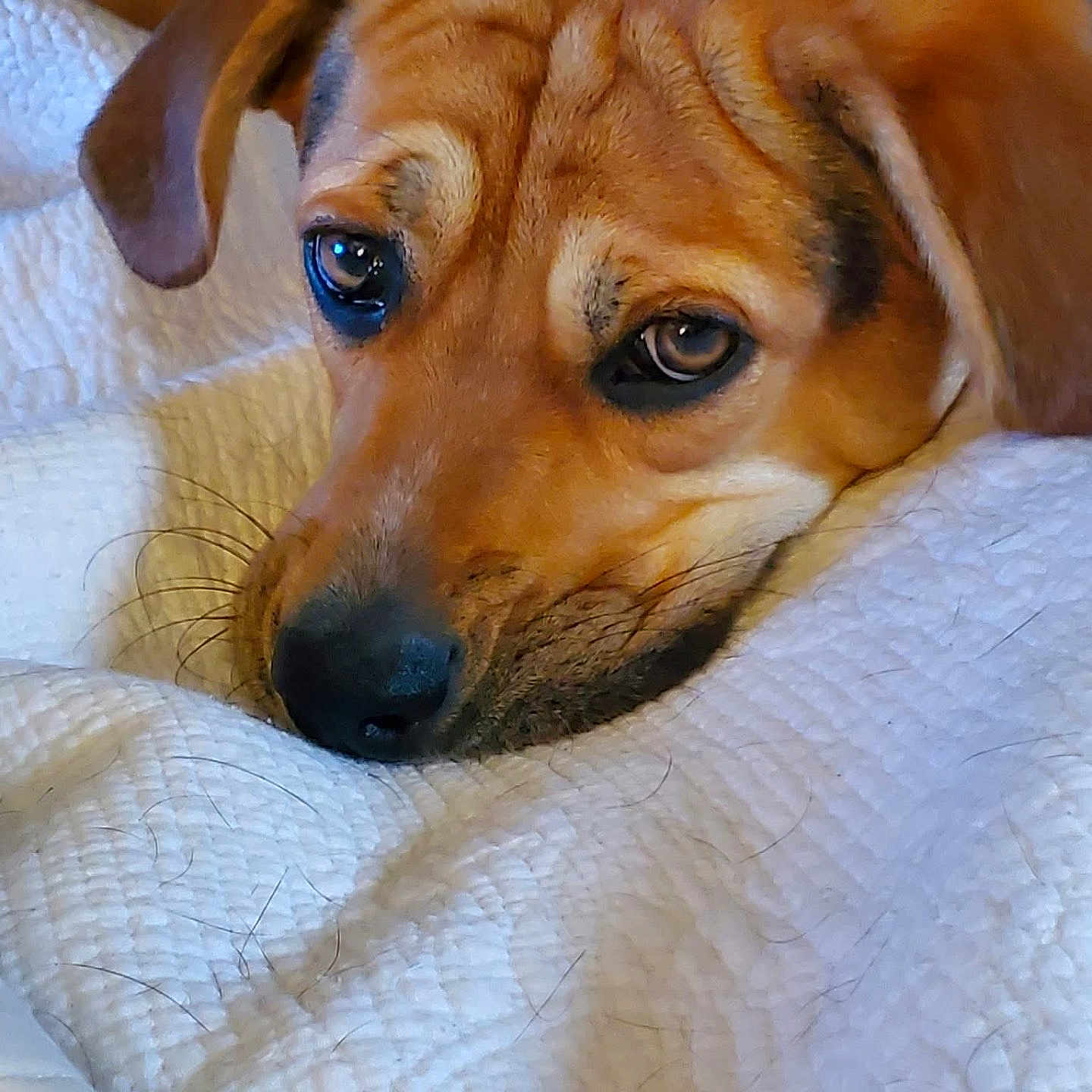 Buckley