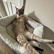 Blue joined the competition — help win amazing prizes! cat, pet, relaxed, fluffy_bed, indoor, feline, animal, cozy, curious_eyes, stretched_out, spotted_fur, soft_texture, resting, door, wall, floor, comfortable, cute, home, lazy