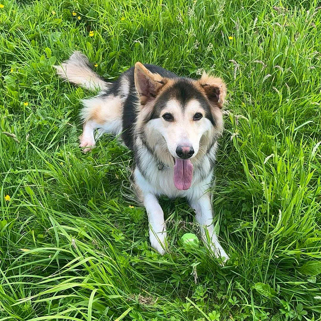 Marley joined the competition — help win amazing prizes! animal, ball, canine, dog, field, football, grass, grassland, green, herbal, herbs, husky, lawn, nature, pet, plant, puppy, soccer, soccerball, sport