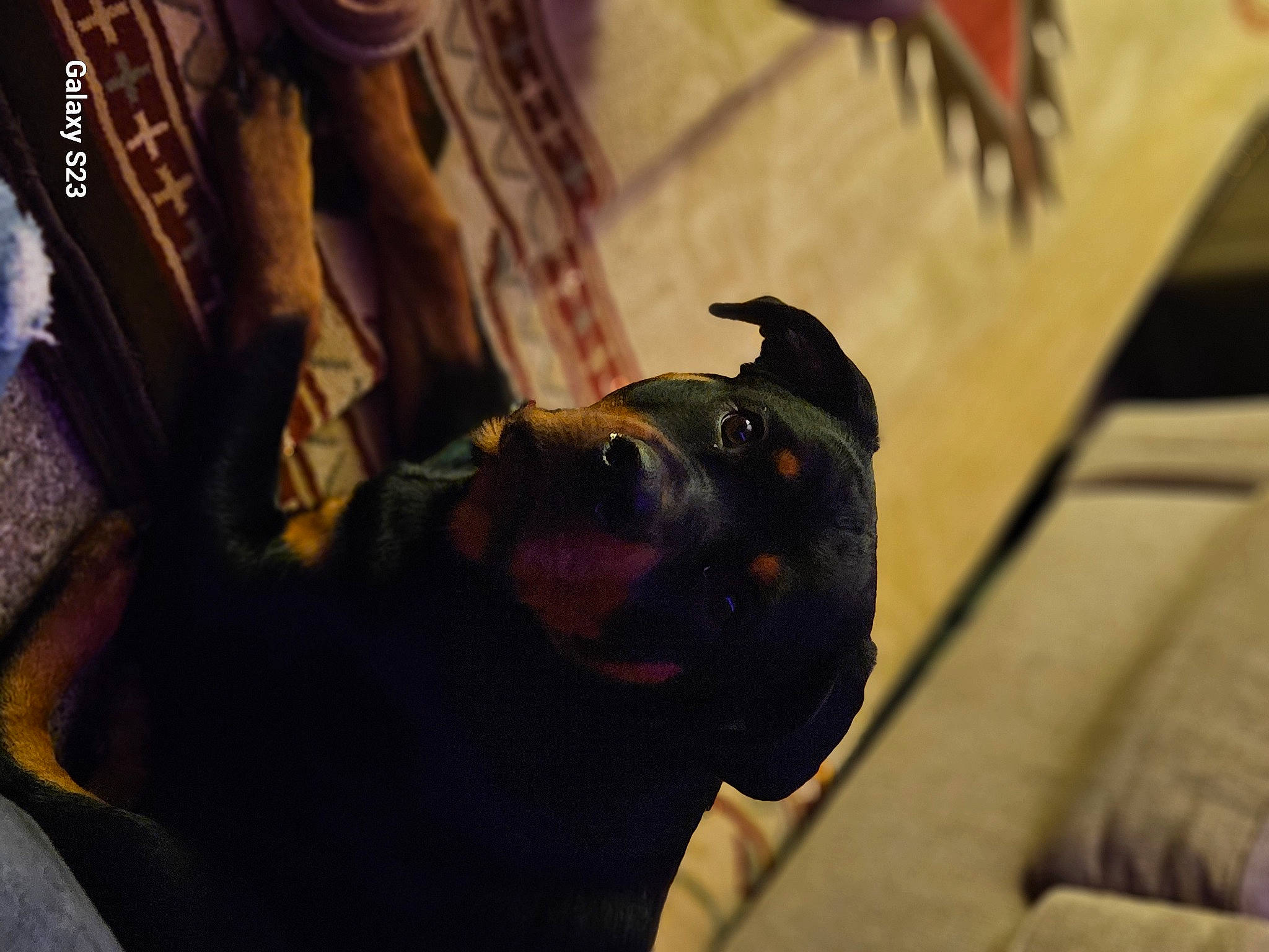 Bonnie joined the competition — help win amazing prizes! canidae, carnivore, comfort, companion_dog, couch, dog, dog_breed, ear, elbow, fawn, fur, guard_dog, personal_protective_equipment, room, sitting, snout, sporting_group, tints_and_shades, whiskers, window