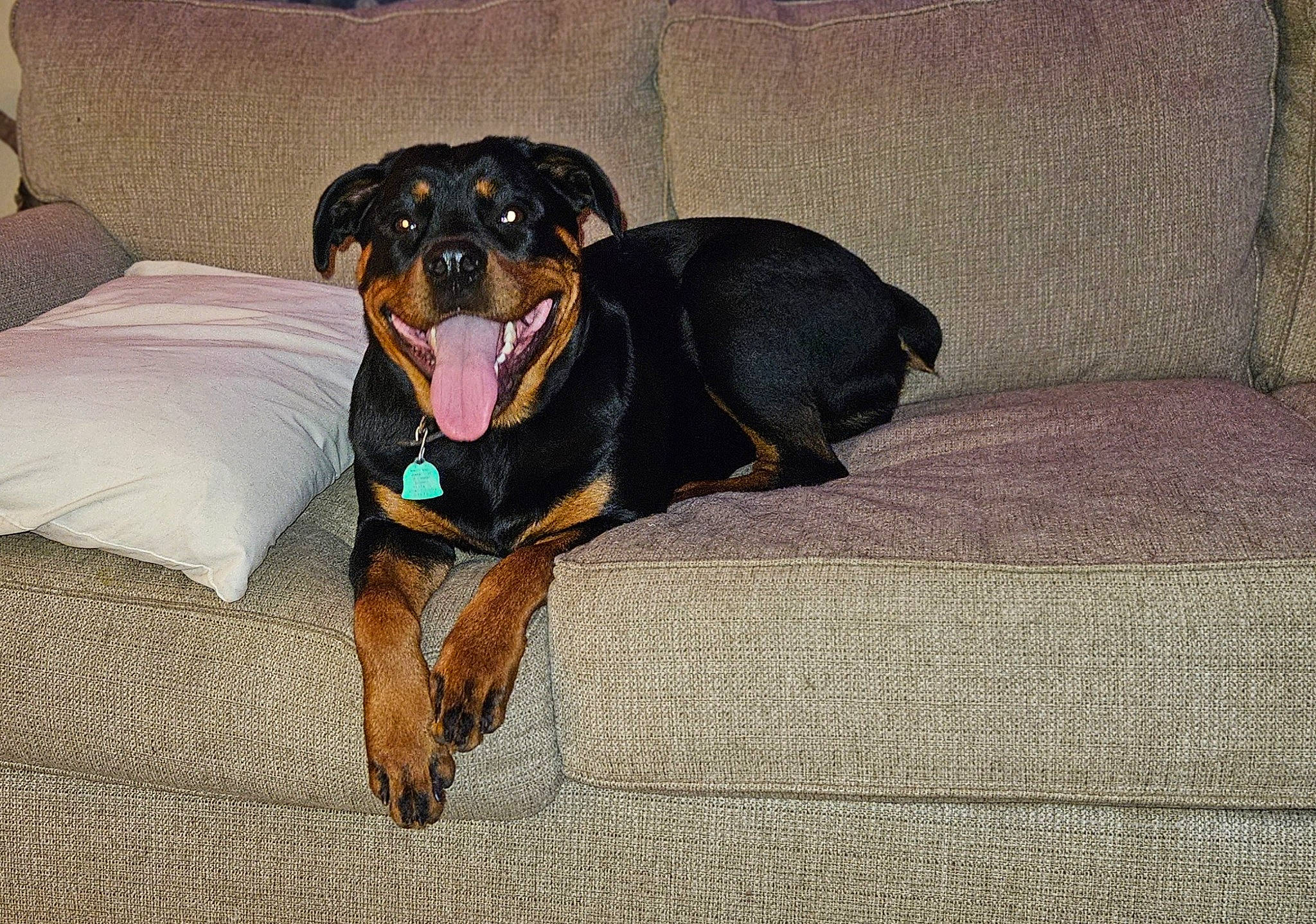 Bonnie is registered to the contest to win money with this photo: austrian_black_and_tan_hound, beaglier, canidae, carnivore, collar, comfort, companion_dog, dog, dog_breed, dog_supply, guard_dog, montenegrin_mountain_hound, pet_supply, rottweiler, snout, sporting_group, terrestrial_animal, whiskers, working_animal, working_dog