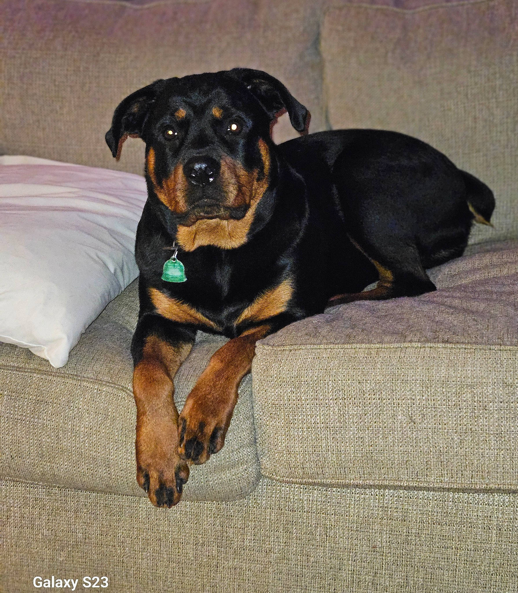 Bonnie is registered to the contest to win money with this photo: beaglier, carnivore, collar, comfort, companion_dog, dog, dog_breed, dog_supply, flooring, hunting_dog, pet_supply, rottweiler, snout, sporting_group, terrestrial_animal, working_animal, working_dog