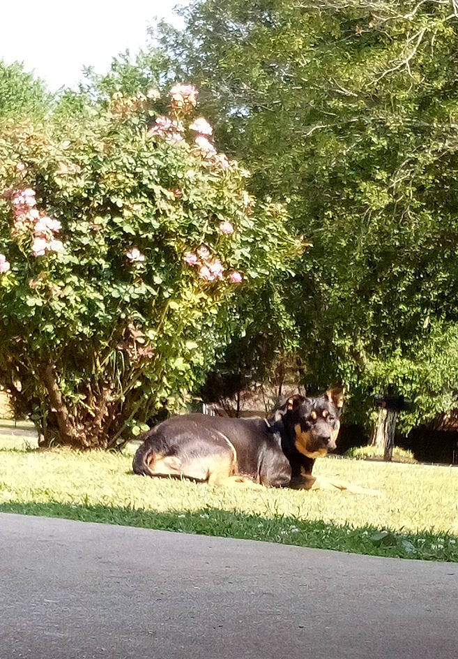 Bonnie joined the competition — help win amazing prizes! asphalt, carnivore, dog_breed, fawn, felidae, flower, grass, groundcover, landscape, plant, road_surface, shrub, sidewalk, sky, small_to_medium_sized_cats, snout, tail, tints_and_shades, tree, working_animal