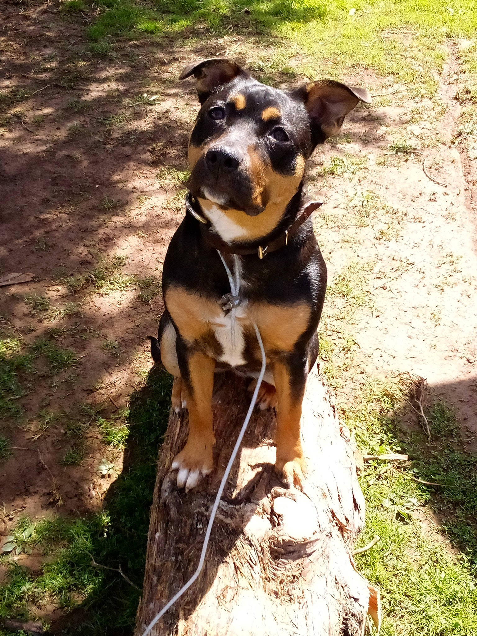 Bonnie is registered to the contest to win money with this photo: canidae, carnivore, collar, companion_dog, dog, dog_breed, dog_collar, dog_supply, fashion_accessory, fawn, grass, guard_dog, hat, liver, pet_supply, plant, sporting_group, whiskers, working_animal, working_dog