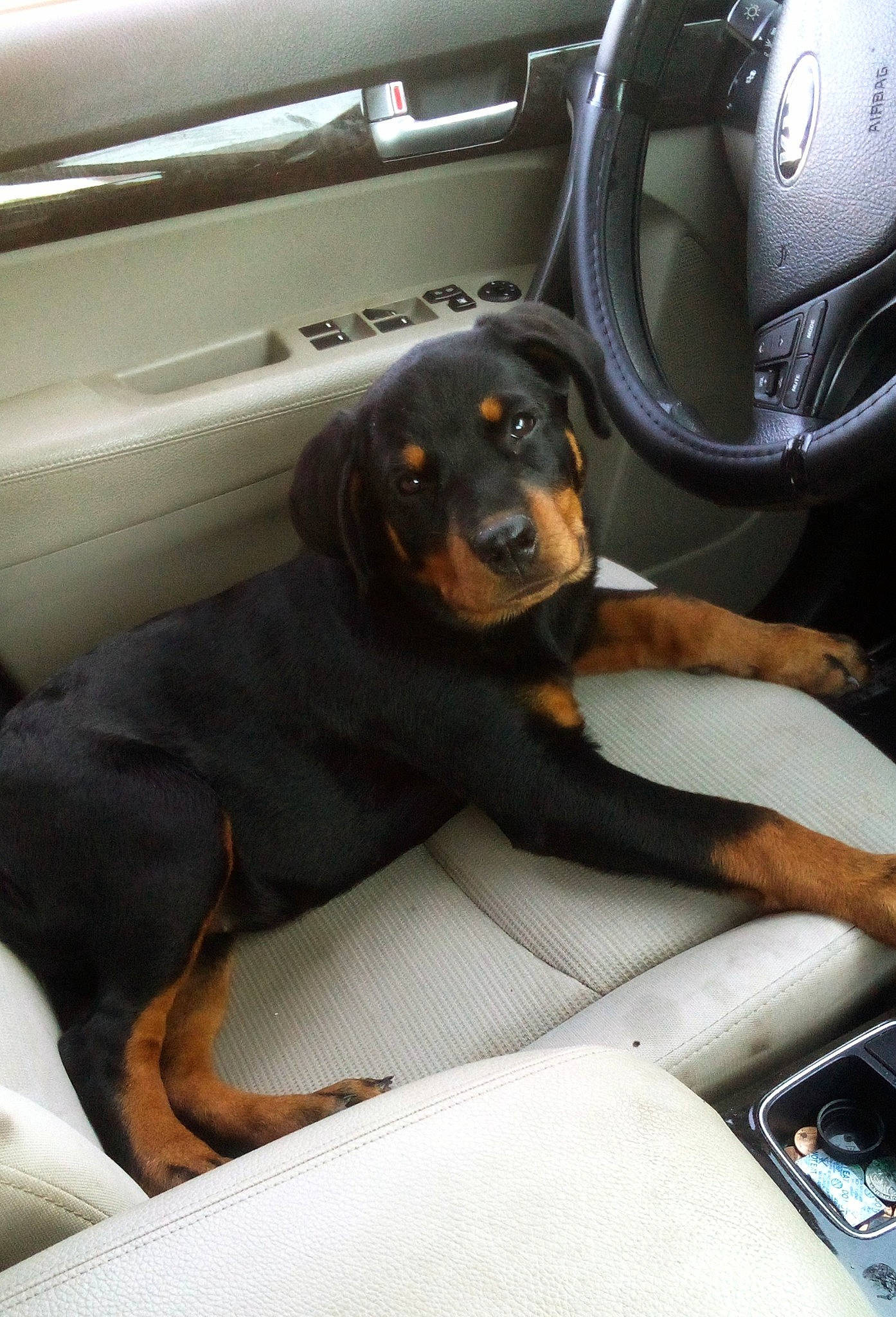 Bonnie joined the competition — help win amazing prizes! automotive_design, automotive_exterior, canidae, car, car_seat, car_seat_cover, carnivore, comfort, companion_dog, dog, dog_breed, head_restraint, luxury_vehicle, motor_vehicle, personal_luxury_car, snout, sporting_group, steering_wheel, vehicle, vehicle_door