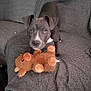puppy, dog, gray_dog, couch, blanket, plush_toy, stuffed_animal, indoor, pet, animal, looking, ears, cute, fur, nose, eyes, tail, soft_toy, playful, home