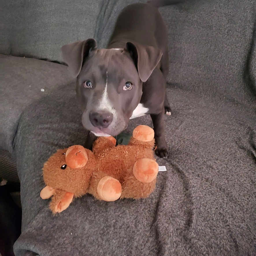 Maggie joined the competition — help win amazing prizes! animal, blanket, couch, cute, dog, ears, eyes, fur, gray_dog, home, indoor, looking, nose, pet, playful, plush_toy, puppy, soft_toy, stuffed_animal, tail