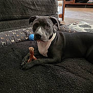 Maggie is registered to the contest to win money with this photo: dog, pet, indoor, chew_toy, black_bed, couch, wooden_furniture, floor, carpet, gray_dog, white_chest, paw, animal, canine, resting, looking, domestic, home, cozy, toy
