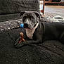 dog, pet, indoor, chew_toy, black_bed, couch, wooden_furniture, floor, carpet, gray_dog, white_chest, paw, animal, canine, resting, looking, domestic, home, cozy, toy
